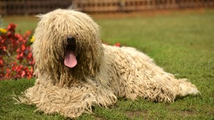 A legősibb magyar kutyafajta, a komondor!