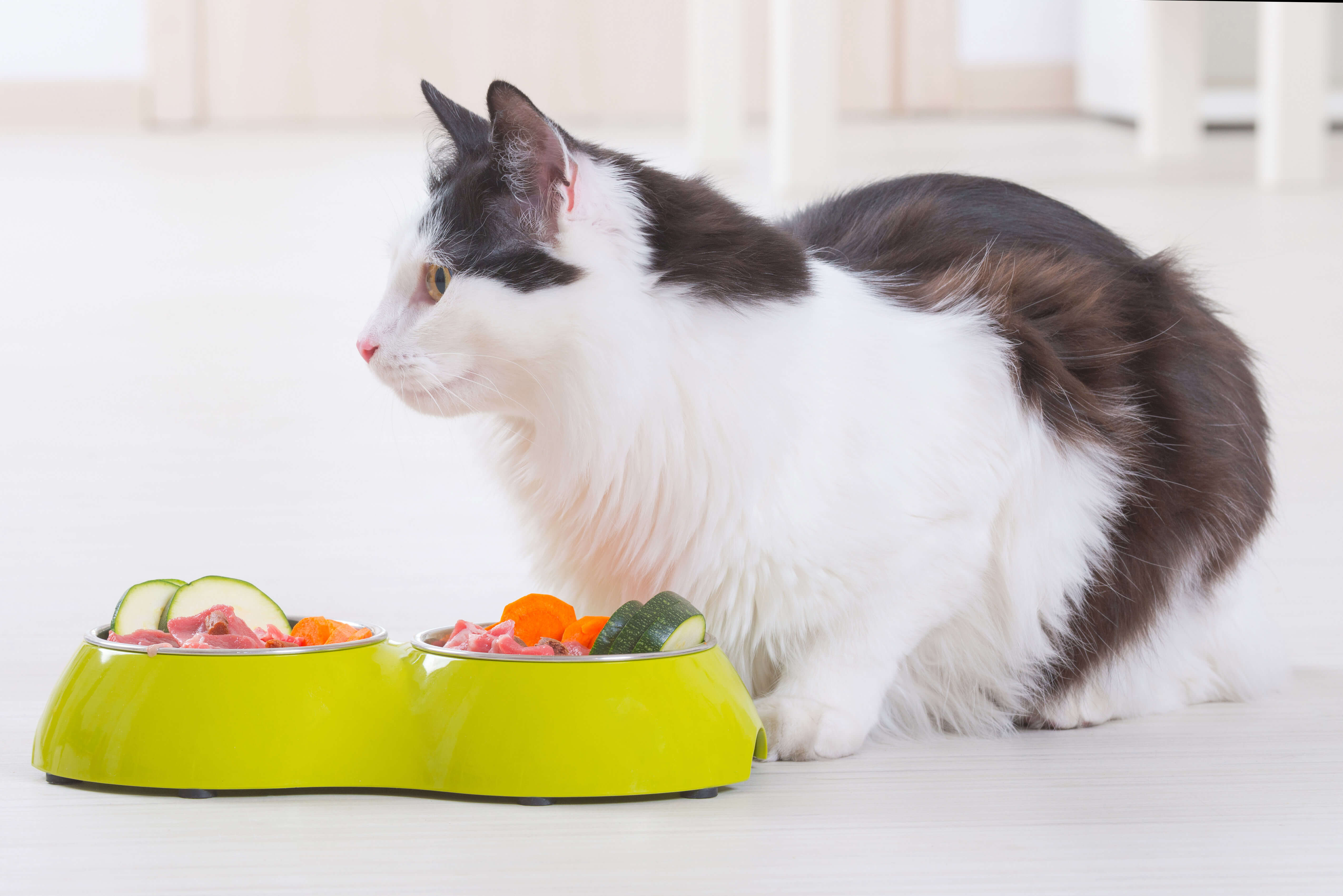 Что можно кошкам из еды. Кошачья еда. Котик с едой. Питание котов. Еда для котов.
