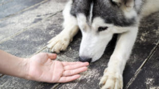 A minőségi játék fontossága – avagy játék a Gazdival