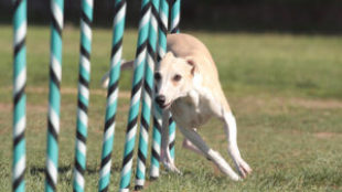 Kutyasuli: kedvencünk az agility pályán