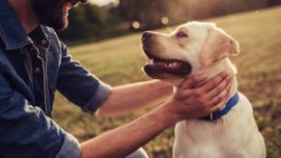 A boldog kutya-gazdi kapcsolat titka