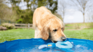Hűsítő megoldások kutyádnak a forró nyári napokra