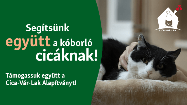 Segítsünk együtt a kóborló cicáknak – támogassuk együtt a Cica-Vár-Lak Alapítványt!